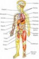 /album/fotogaleria/cuerpo-humano-dibujos-jpg1/